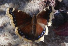 Sphinx hyloicus - Trauermantel (Ähnlicher Perlmuttfalter)
